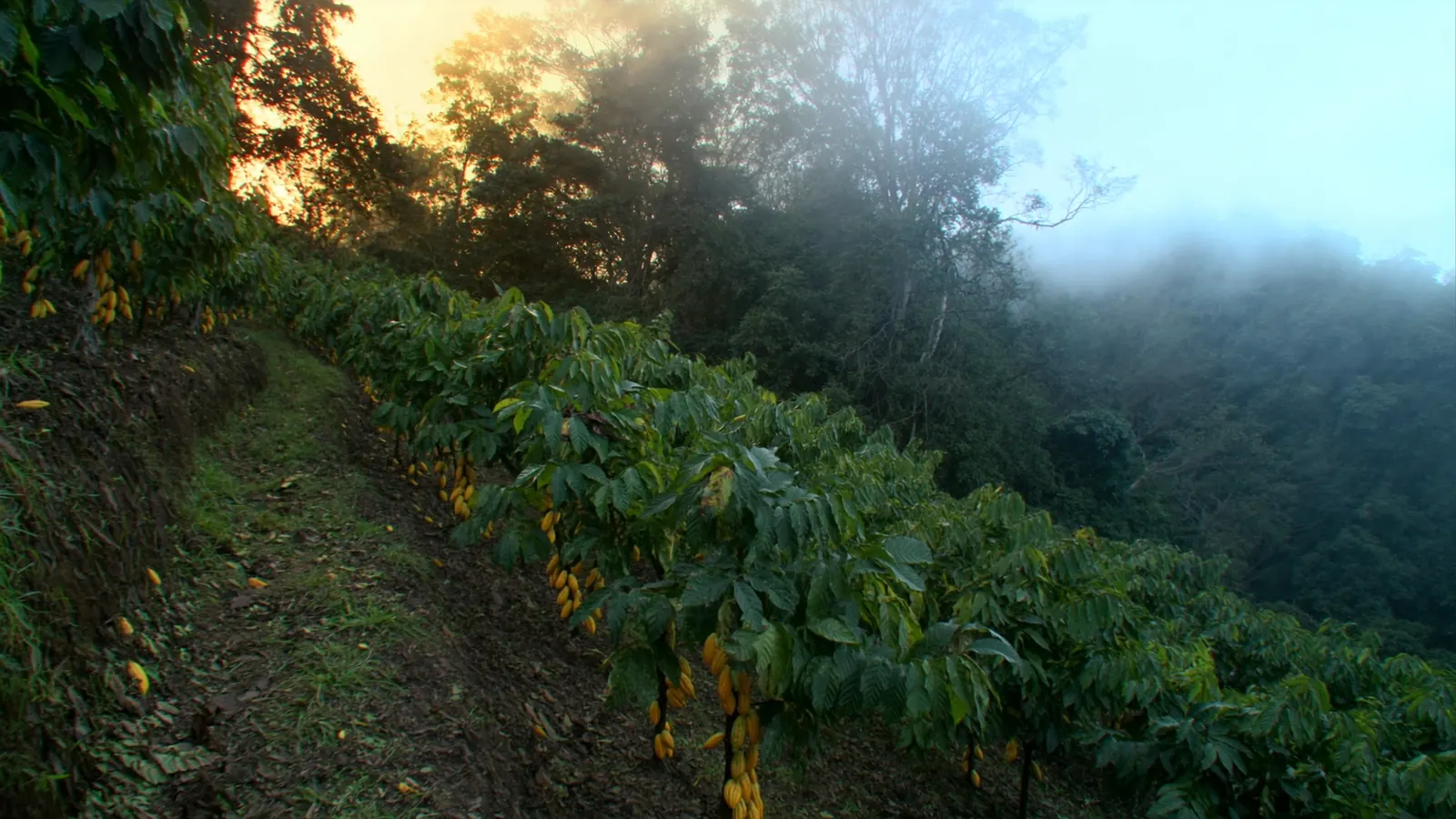 Páramo Cacao: Chocolate, regalos y muestras B2B